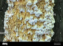 Image result for Pycnoporellus alboluteus
