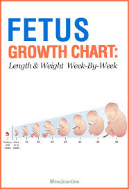 Growth Chart Fetal Length And Weight Week By Week Baby