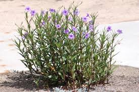 Image result for Ruellia cordata