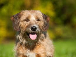 Moins souvent présents dans les foyers français, ils sont néanmoins plus nombreux en population : Detention Des Animaux De Compagnie Et Des Animaux Sauvages