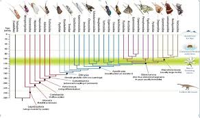 Image result for Englerina woodfordioides