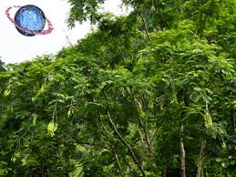 Image result for Parkia