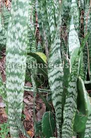 Image result for Sansevieria hyacinthoides