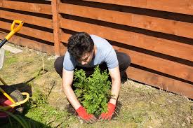 30 cm, sodass man schnell eine hecke hat. Wann Thuja Smaragd Pflanzen Die Beste Pflanzzeit Fur Den Lebensbaum