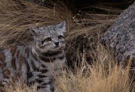 Lift your spirits with funny jokes, trending memes, entertaining gifs, inspiring stories, viral videos, and so much more. Thal Hiatus On Twitter Andean Mountain Cats Are One Of The Rarest Wild Cats Found Only In The Andes And At High Elevation It Is A Protected Species Has No Subspecies And