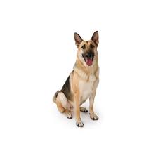 Gentle pets and strong watch dogs, gsds are noble, large, muscular dogs bred for their intelligence and working ability. German Shepherd Puppies Heartland Pets