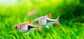 Image result for Heteromorpha