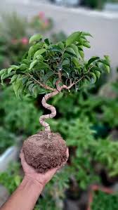 Image result for Ctenium somalense