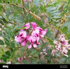 Image result for Virgilia