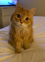 Those that do may have difficulty breathing (labored or rapid breathing, even while resting), reduced ability to manage walks (exercise intolerance), decreased appetite, weight loss, coughing or sneezing (with or without discharge. My 14 Year Old Baby Girl Was Diagnosed With Lung Cancer And Sadly We Have To Let Her Go Just Wanted To Share My Favourite Picture Of Her Getting Ready To Go