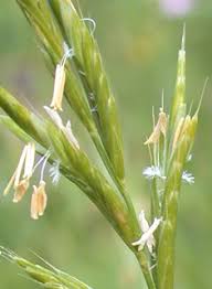 Image result for Moorochloa eruciformis