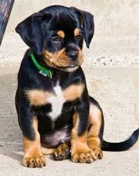 Maybe you would like to learn more about one of these? Pin On Animalz