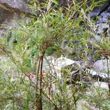 Image result for Capillipedium