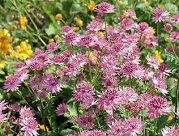 Image result for Astrantia major `Roma`
