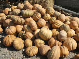 Image result for Cucurbita moschata