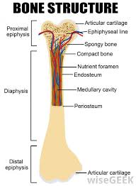 Long bones follow the process of endochondral ossification where the diaphysis grows inside of cartilage from a primary ossification center until it forms most of the bone. What Are Osteoprogenitor Cells With Pictures