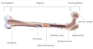 Yellow bone marrow tends to be located in the central cavities of long bones. 2