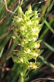 Image result for Habenaria lithophila