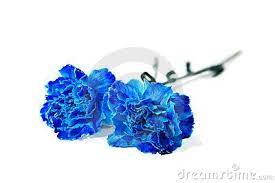 Blue Carnation Royalty Free Stock Images Image 3983569 Blue Carnations Carnations Carnation Tattoo