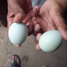 Fenomena telur ijo ayam birma. Ayam Birma Ciri Ciri Yang Asli Bentuk Kaki Jenis Harga Cara Merawat