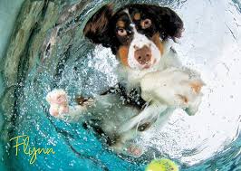 Dog shaped jigsaw puzzles | jigsaw puzzles for adults. Jigsaw Puzzles 1000 Piece Puzzle For Adults Underwater Dogs Jigsaw Puzzles Photos Play Ball Willow Creek Press Toys Games