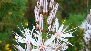 Image result for Asphodelaceae