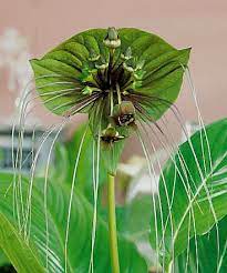 Check spelling or type a new query. Tacca Palmata Green Bat Plant 5 Seeds Rare Bat Plant Flower Seeds Green Bat Plant Seeds 2 65 Adenium Seeds Plumeria Seeds Adenium Seeds At Adenium Store