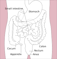 Gastrointestinal Tract Wikipedia