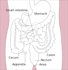 gastrointestinal tract wikipedia