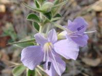 Image result for Barleria lugardii