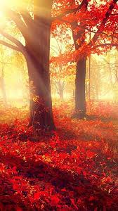 Trees Are Important Valuable And Necessary To Our Very Existence Without Trees We Humans Would Not Exist O Beautiful Wallpapers Wallpaper Nature Photography