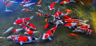 Ikan koi termasuk dalam golongan ikan carp (karper) yang pertama kali dikenal pada dinasti chin tahun 265 dan 361 masehi. Cara Merawat Kondisi Air Kolam Ikan Koi Yang Tepat