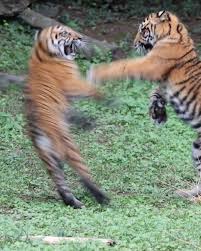 Tiger cubs wrestling