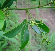 Image result for Toddalia