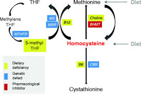 Image result for Homocysteine