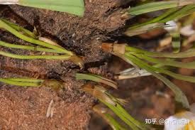 Image result for Xerophyta scabrida