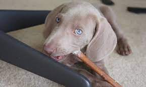 Why Does My Dog Want Me To Hold His Bone While He Chews