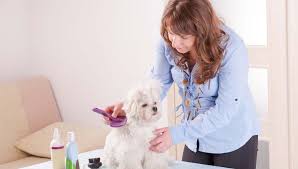 Maybe you would like to learn more about one of these? Are Dog Grooming Schools Worth It Top Dog Tips