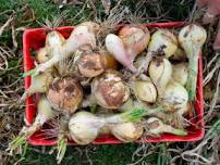 Allium Pests and Diseases