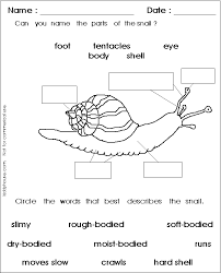 Snailanatws Gif 612 756 Pixels Snail Kindergarten Science Science For Kids