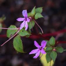 Image result for Impatiens zombensis