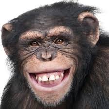 「ガンダム 猿」の画像検索結果