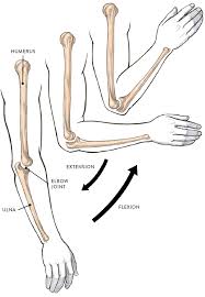 Maybe you would like to learn more about one of these? Joints And Joint Movement Classic Human Anatomy In Motion The Artist S Guide To The Dynamics Of Figure Drawing