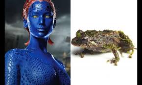 Image result for Pristimantis mutabilis