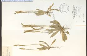 Image result for Plantago palmata