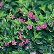 Lavender Lace Cuphea In 2021 Cuphea Plant Plants Heather Plant