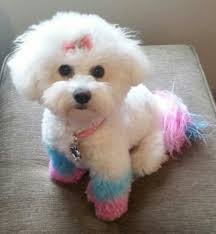 My Bichon Suzie All Chalked Up With Opaws Pet Safe Hair Chalk Bichon Frise Dogs Girl And Dog Bichon Frise