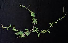 Image result for Corallocarpus triangularis