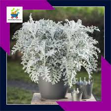Namun, memilih bunga hias untuk ditanam di pekarangan rumah perlu dilakukan dengan cermat, sebab bisa saja bunga yang anda inginkan. Tanaman Hias Hidup Putri Salju Dusty Miller Daun Perak Shopee Indonesia