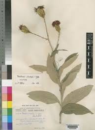 Image result for Pleiotaxis argentea